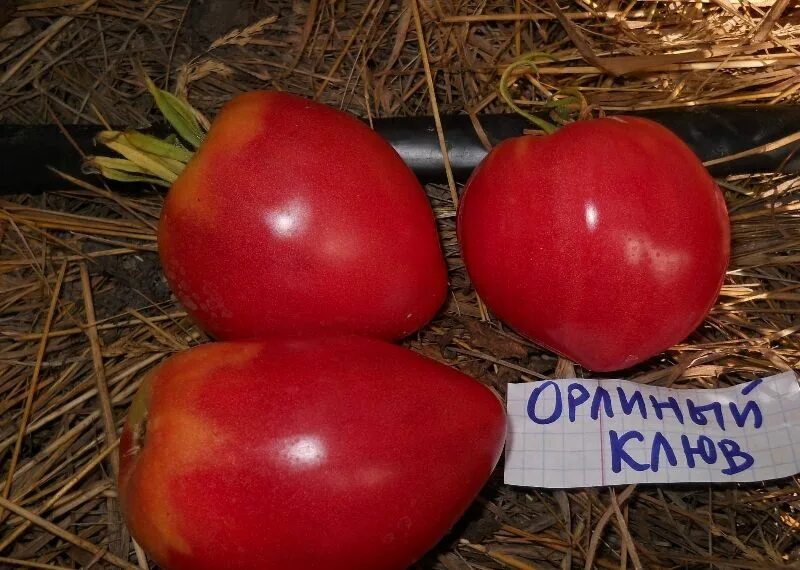 Помидор орлиный клюв описание сорта фото Лучший Томат - характеристика и описание 24 лучших сортов с отзывами огородников