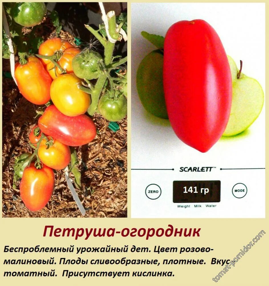 Три сорта ТОМАТОВ со СТРАННЫМИ и такими знакомыми названиями, но очень вкусные! 