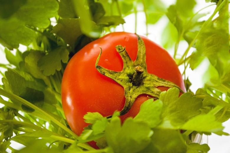 Помидор петрушка фото Fresh Red Tomato - Free Stock Photo by Svetlana on Stockvault.net