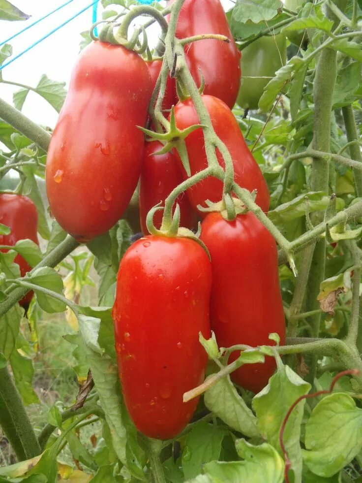 Помидор петрушка фото Tomate Heirloom seeds, Tomato, Tomato disease