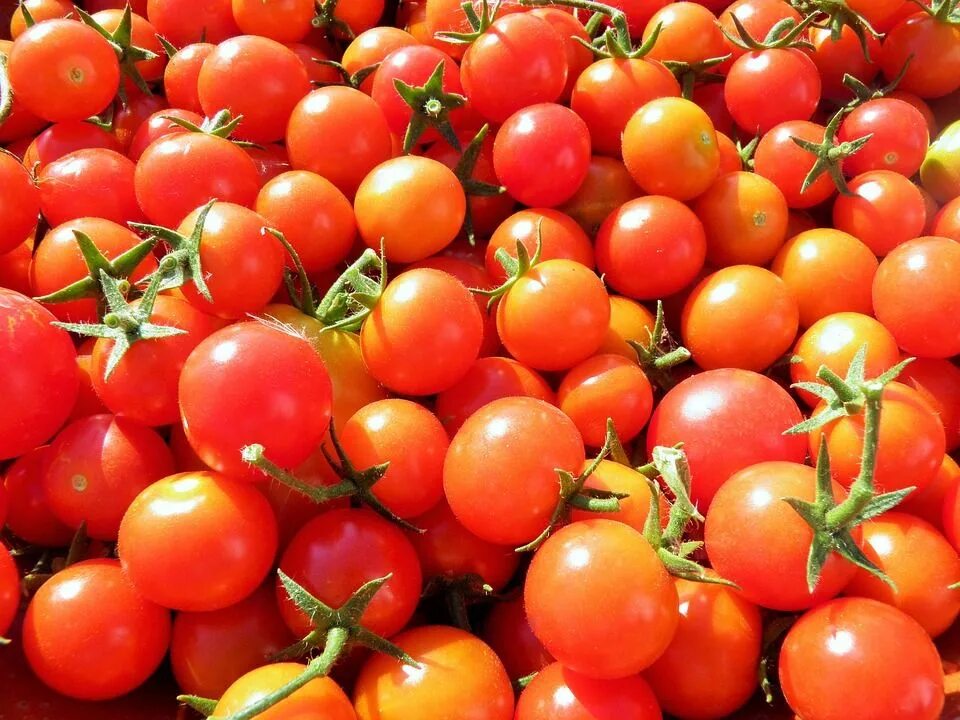 Помидор самара фото Today's Stanley's Flash Special: Organic Cherry Tomatoes: .49 cents per package 