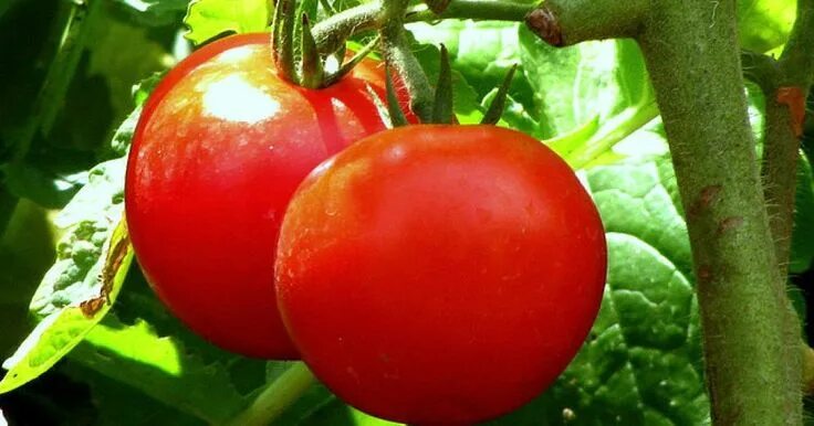 Помидор снегирь фото Cómo y cuándo regar los tomates Plantas de tomate, Semillas de tomate, Huerto en