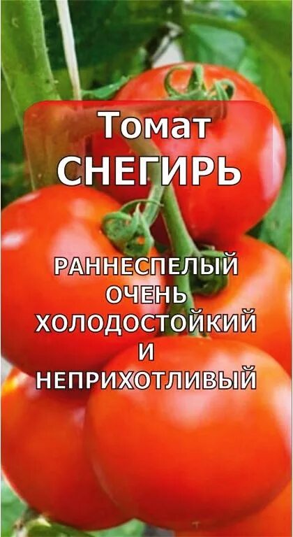 Помидор снегирь фото Томат Снегирь - купить в Москве по низкой цене в интернет-магазине Мир семян на 