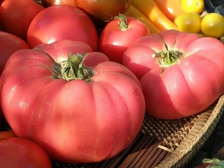 Помидор сорт розовый описание фото The pink brandywine tomato bears pinkish fruit and has potato shaped leaves. Hei