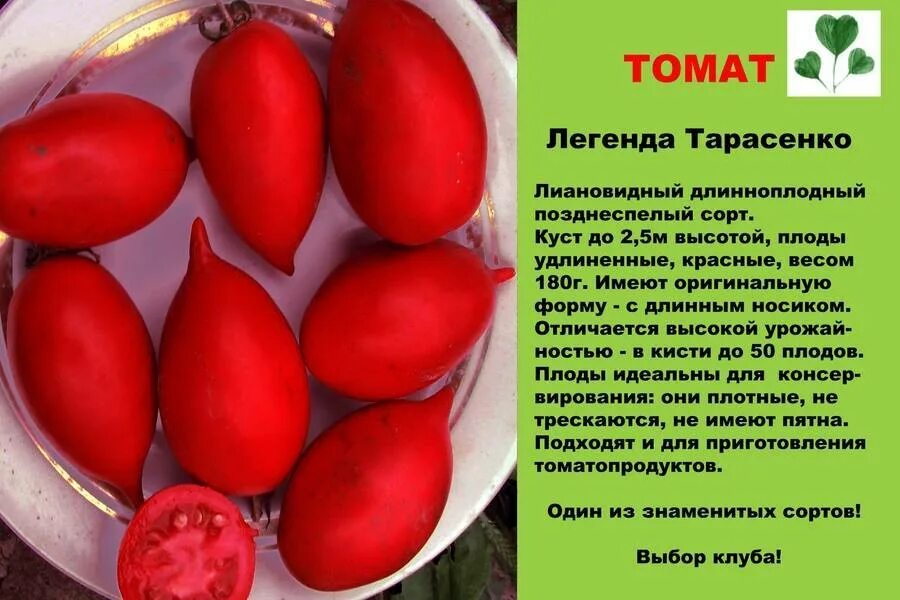 Помидор тарасенко фото и описание Легенда тарасенко томат фото: найдено 89 изображений