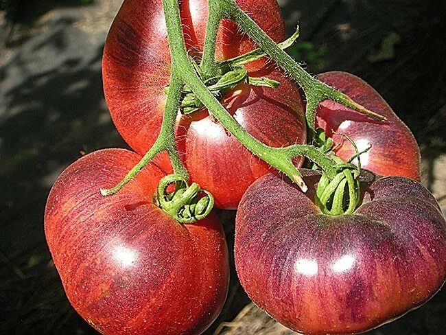 Mr. Stripey delivers huge crops of 2 red fruits with flashy orange stripes and t