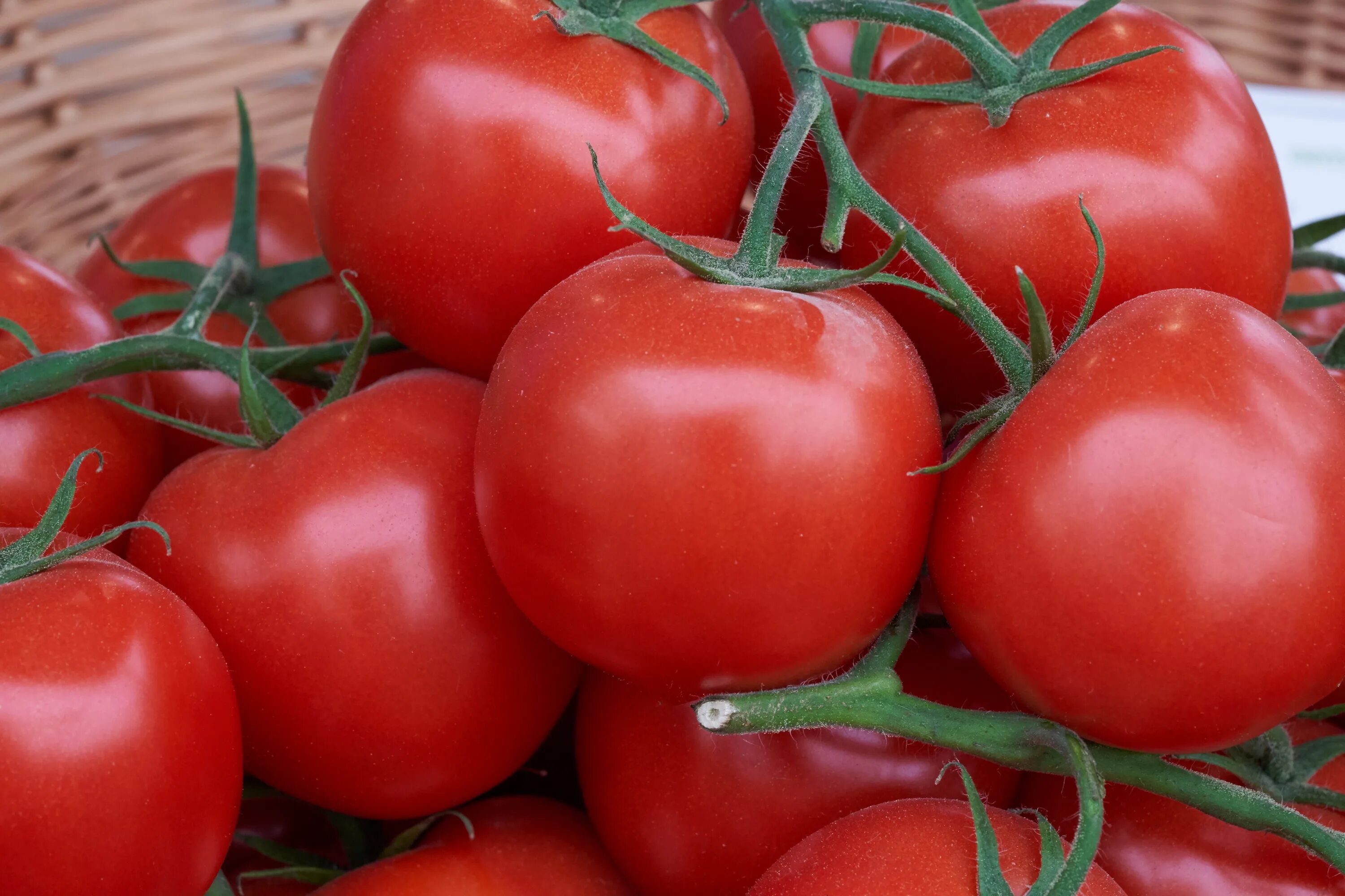 Помидор титан фото Ripe red tomatoes harvest free image download