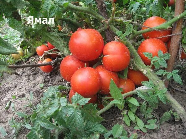 Помидор ямал фото Помидоры ямал: характеристика и описание сорта томатов, фото урожая и отзывы ого