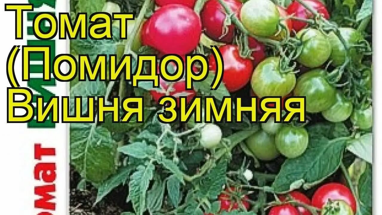 Помидор зимняя вишня описание фото Томат Зимняя вишня. Краткий обзор, описание характеристик solanum lycopersicum Z