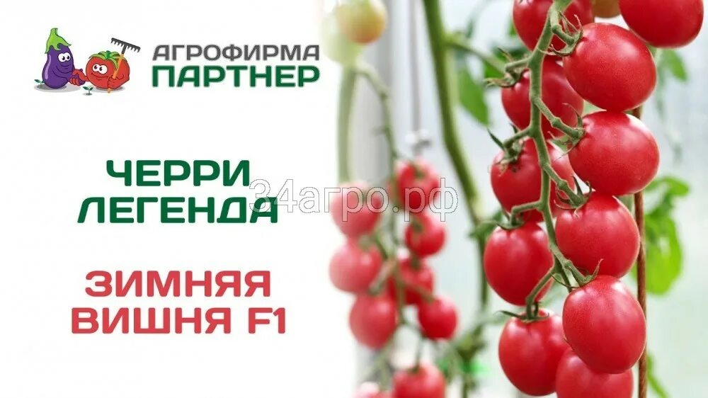 Помидор зимняя вишня описание фото отзывы Купить семена Томат Зимняя вишня F1 10 семян в Ростове-на-Дону c доставкой по Ро