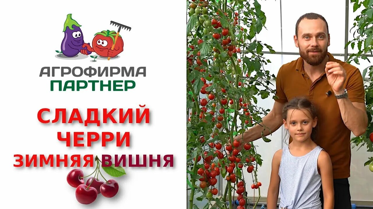 Помидор зимняя вишня описание фото отзывы Очень сладкий розовый черри Зимняя вишня - YouTube