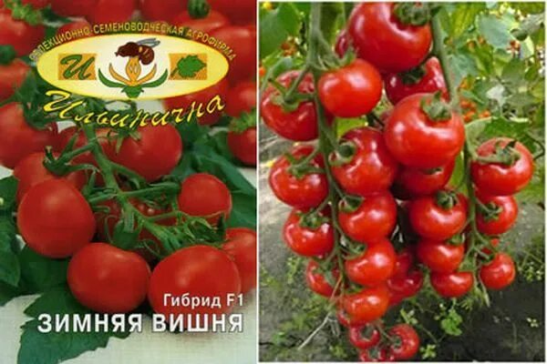 Помидор зимняя вишня описание фото отзывы ✅ Томат Зимова вишня: характеристика і опис сорту, врожайність з фото