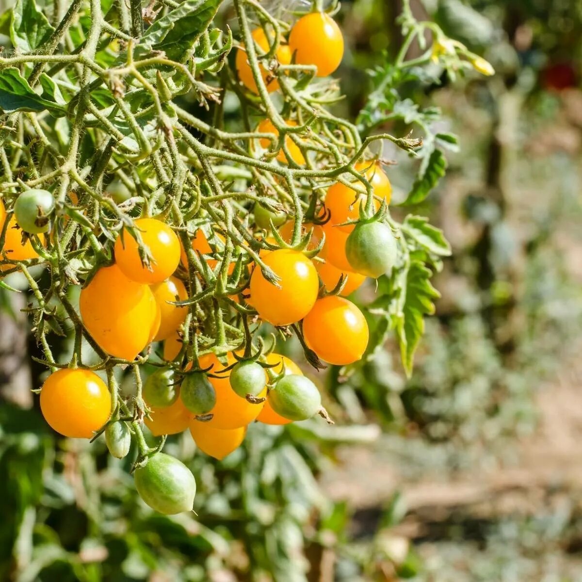 Помидор золотая фото Tomato- Gold Nugget seeds The Seed Collection