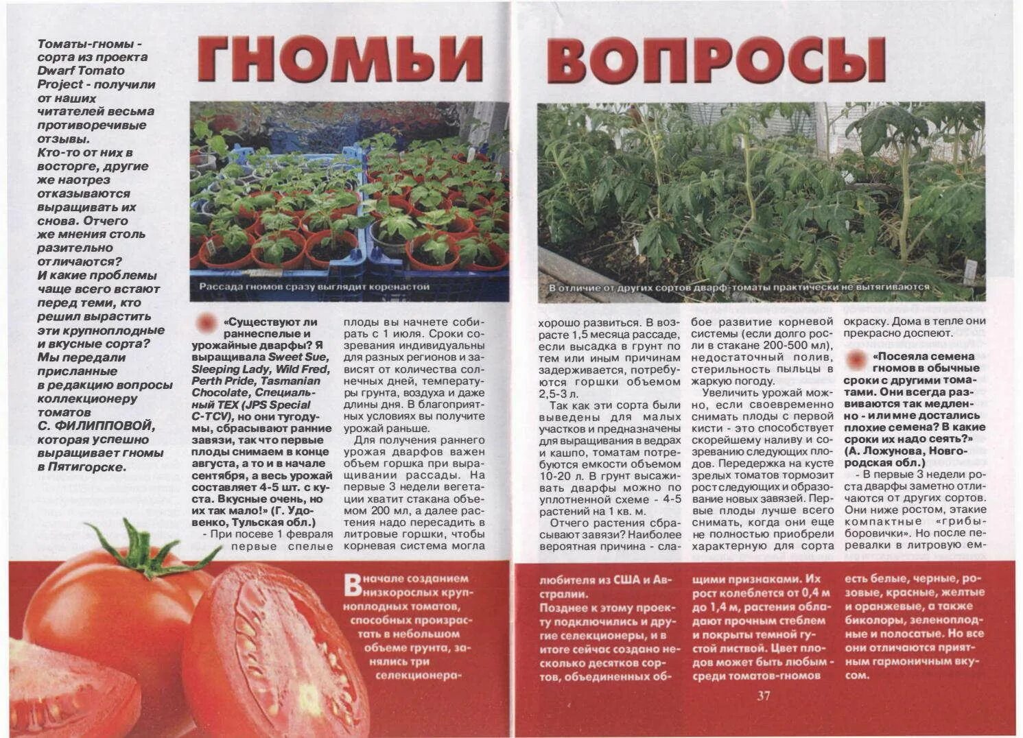 Помидора гном отзывы фото tomato dwarf vopros otvet