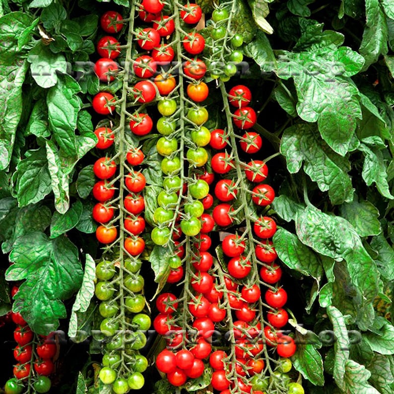 Помидора лиана фото SWEET MILLION TOMATO F1 15 Certified seeds Cherry Tomato Etsy