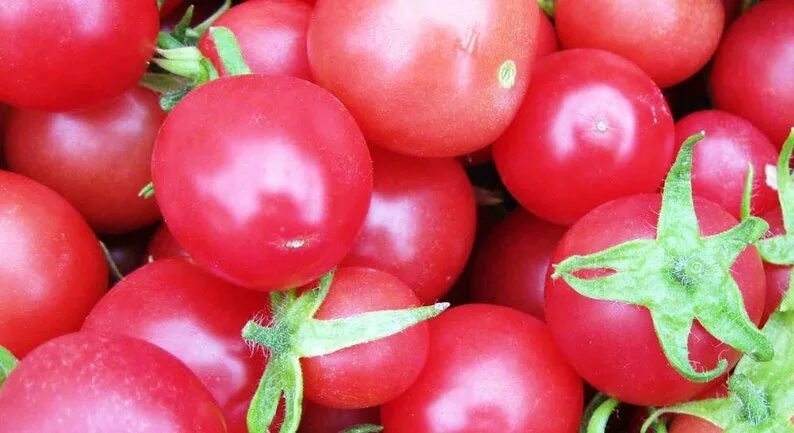 Помидора розовая фото Tomato Seeds Cherry Pink 01g Natural Farmer's Etsy