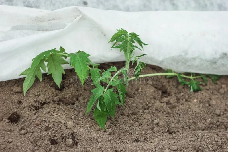 Помидорам холодно фото Tomato Planted in the Ground Stock Photo - Image of indoor, seedling: 71001898