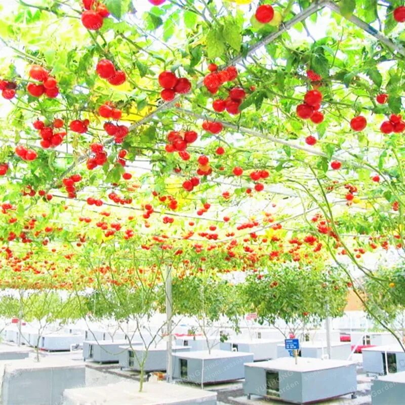 Помидорное дерево фото Tomato Bonsai Climbing Tomatoes Delicious Nutritious Organic Fruits And Vegetabl