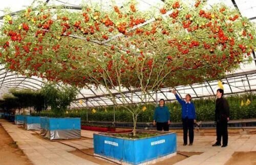 Помидорное дерево фото ALBERO GIGANTE DI POMODORO - TOMATO GIANT TREE, 25 SEMI PREZZO SPECIALE+OMAGGIO 