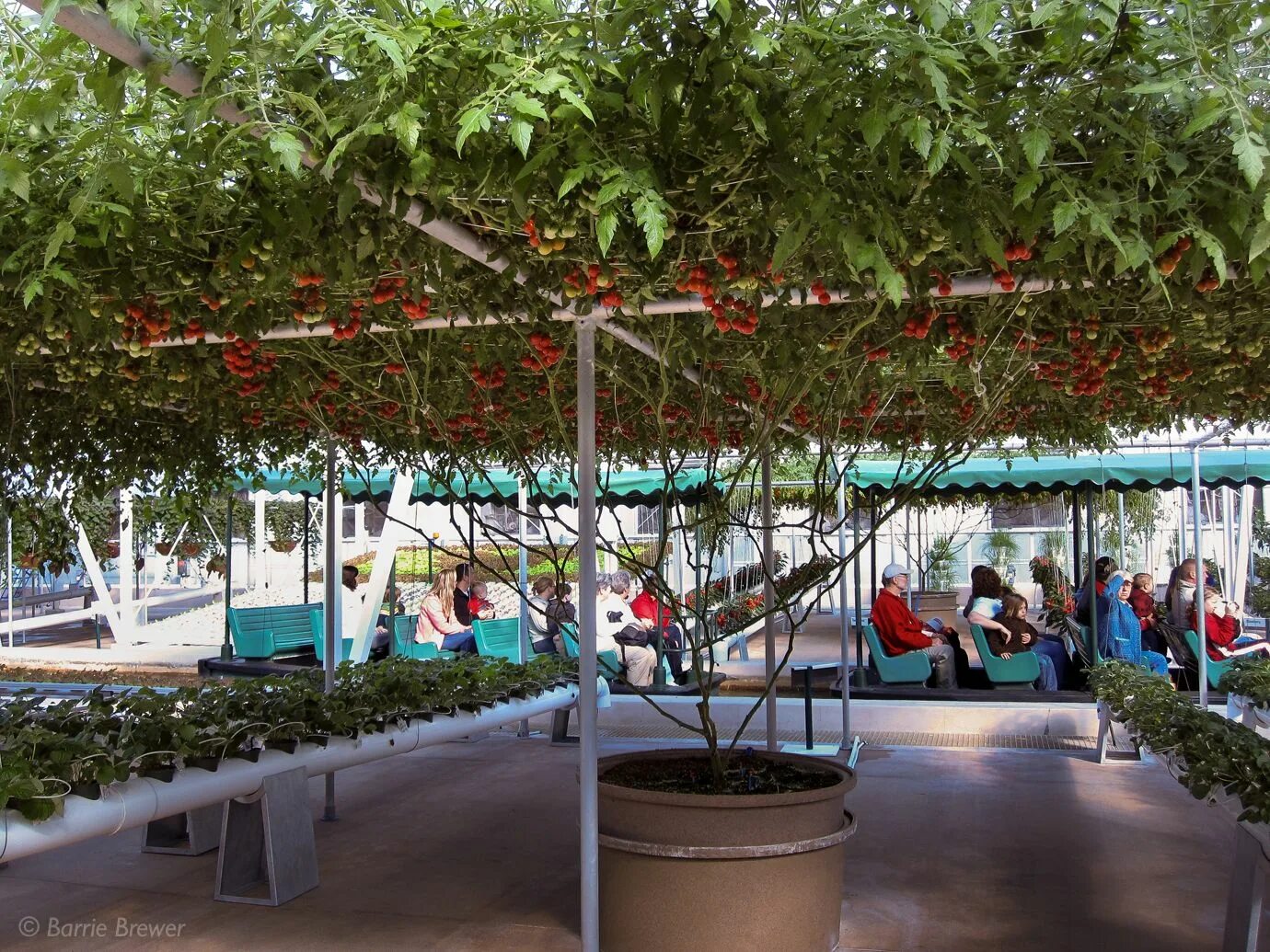 Помидорное дерево фото Epcot's Record-setting Tomato Trees Tomato tree, Growing food, Disney world