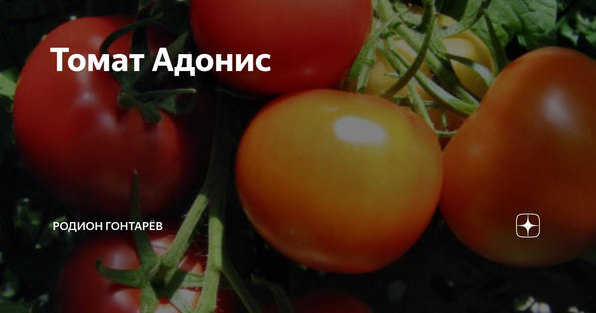 Помидоры адонис описание сорта фото отзывы садоводов Томат Адонис родион гонтарёв Дзен