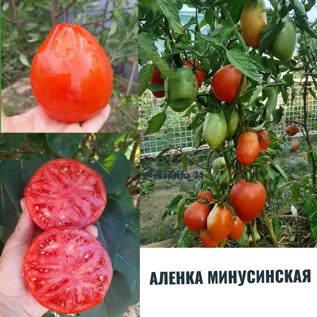 Помидоры аленка описание фото Купить семена помидора Аленка Минусинская