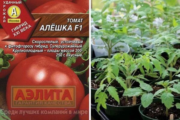 Помидоры алешка описание сорта фото Томат алешка фото: найдено 89 изображений