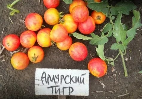 Помидоры амурский тигр фото ✅ Томат Амурський тигр: характеристика та опис сорту, врожайність з фото