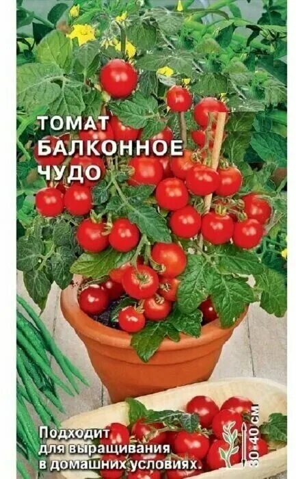 Помидоры балконное чудо фото Семена томата балконное чудо оранжевые - купить по низкой цене на Яндекс Маркете