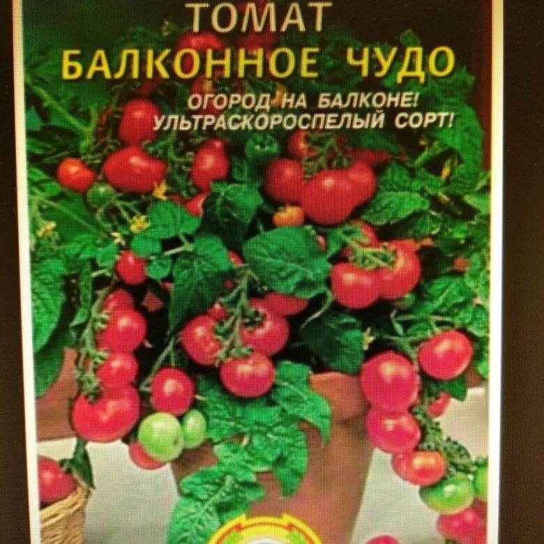 Помидоры балконное чудо описание сорта фото отзывы Комнатные томаты Балконное Чудо - купить в Томске, цена 5 руб., продано 30 апрел