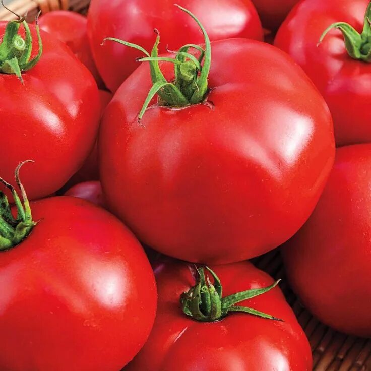 Помидоры биф фото Gurney's Tomato Tasty Beef Hybrid Vegetable Seeds (20 Seed Packet) 94713 - The H