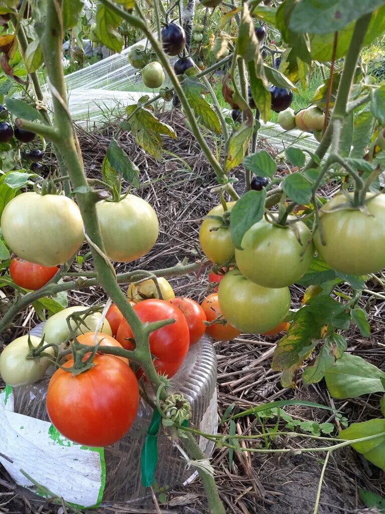 Сорт томата Большая мамочка: характеристика и описание