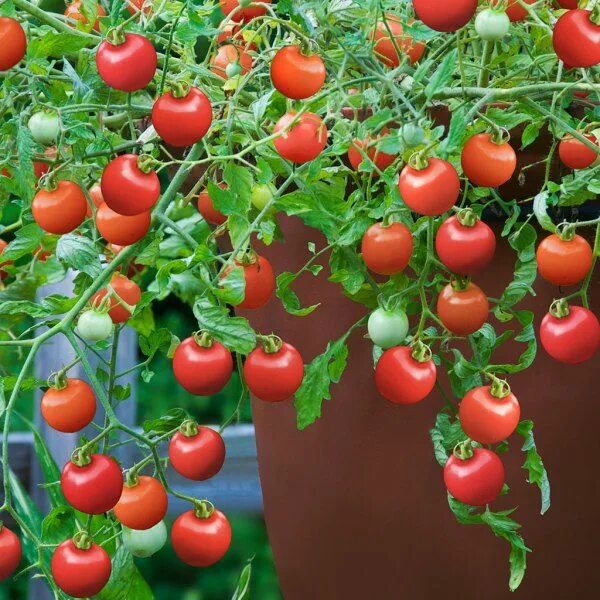 Помидоры чери фото Tumbling Tom Red Tomato Hanging tomato plants, Tomato hanging basket, Growing to