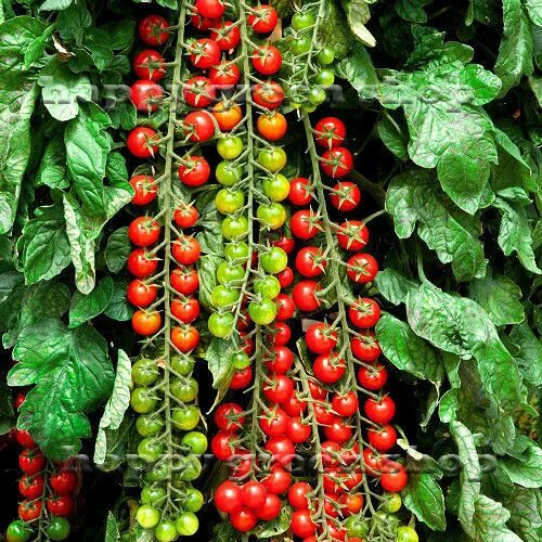 Помидоры чери фото TOMATO SEEDS SWEET MILLION - 15 Certified seeds - Cherry Tomato - Vegetable eBay