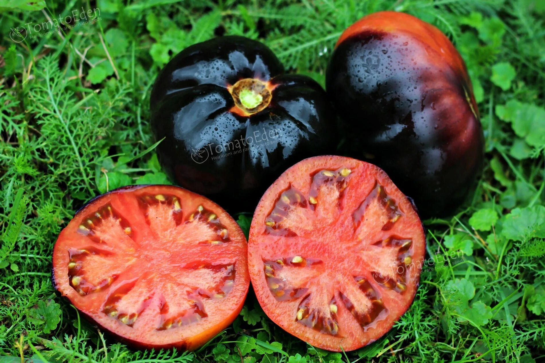 Помидоры черная магия описание сорта фото отзывы Blue ridge black tomato - МАВ. 1080x1920wallpapers.com