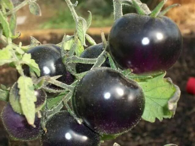 Помидоры черные черри сорта с фото OSU Blue Tomato Edible garden, Plant breeding, Home grown vegetables