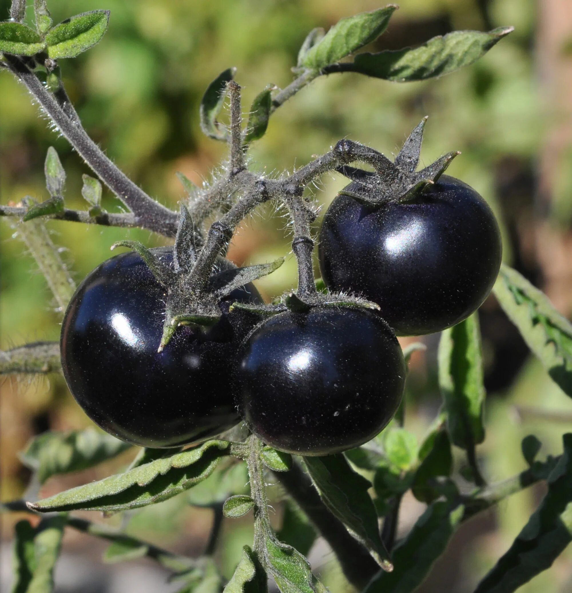 Помидоры черные описание с фото Black and Blue tomatoes: BLUE PEAR Tomato, blue tomato