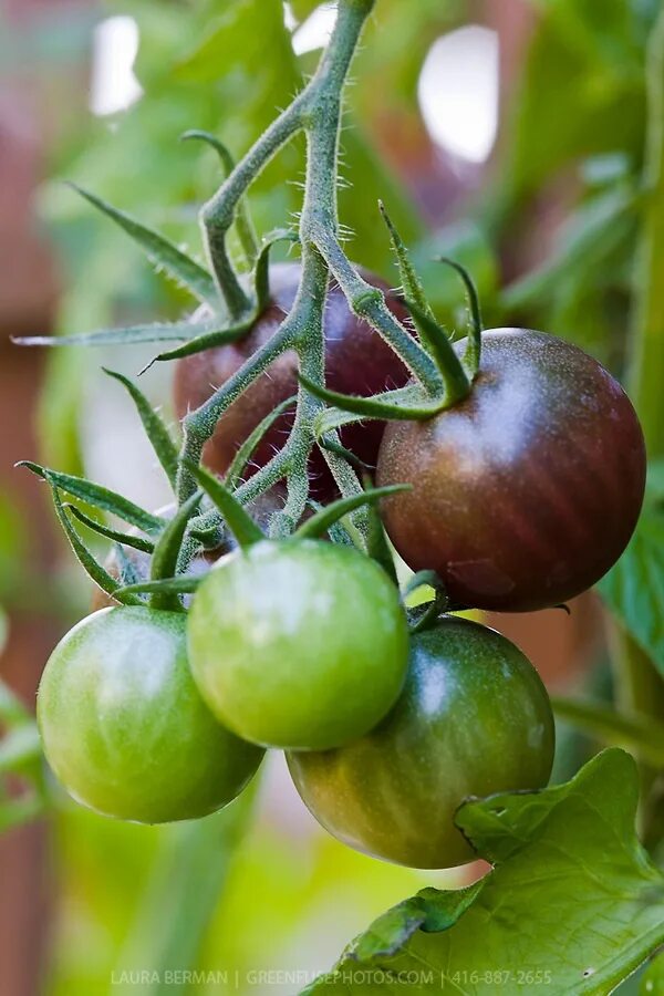 Помидоры черные описание с фото Black Cherry Tomato (Solanum lycopersicum 'Black Cherry') Frutas e vegetais, Veg