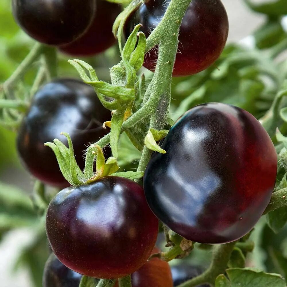 Помидоры черные описание сорта фото отзывы Tomato Indigo Rose 'The Black Tomato (Indeterminate)' - Seeds in 2024 Rose seeds