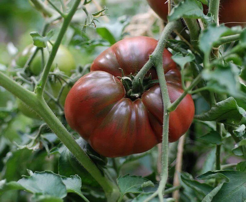 Помидоры черный принц фото Organic Heirloom Tomato Black Krim Lycopersicon lycopersicum - 25 Seeds Veggie g