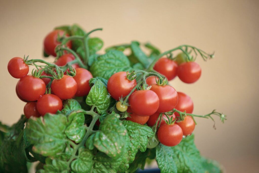 Помидоры черри домашние фото What to do with tomato plants in winter? - Plantura Growing tomatoes, Planting v