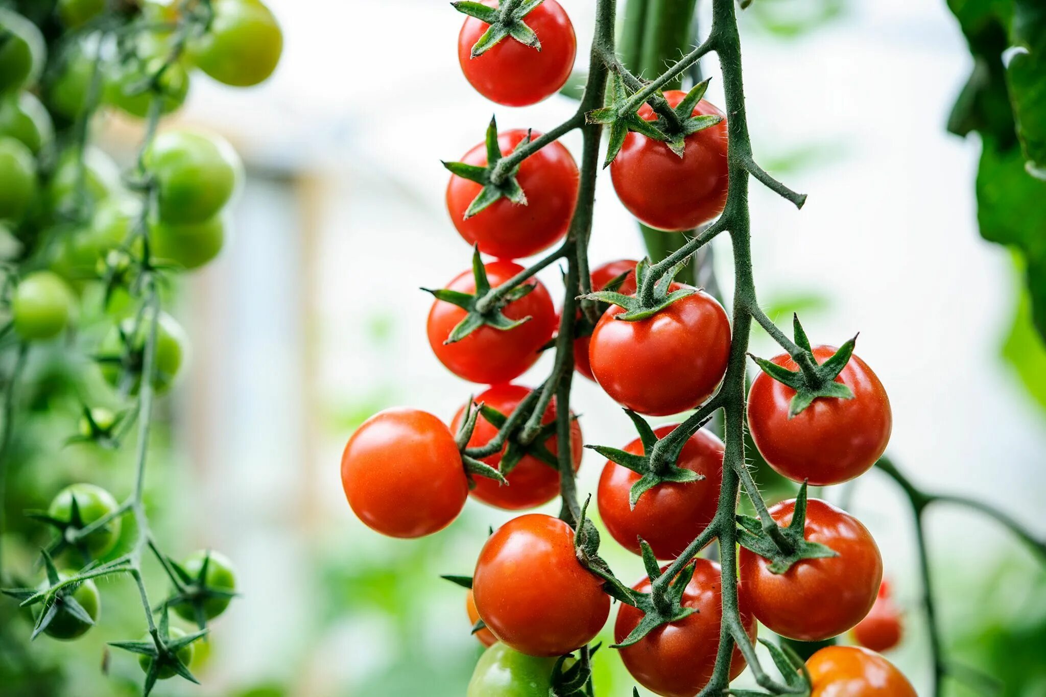 Помидоры черри описание фото Tips for growing better tomatoes Jardim