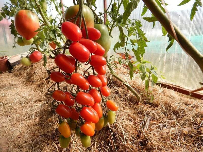 Помидоры дамские пальчики фото Торговая фирма "Адели": Семена Томат Изящные пальчики