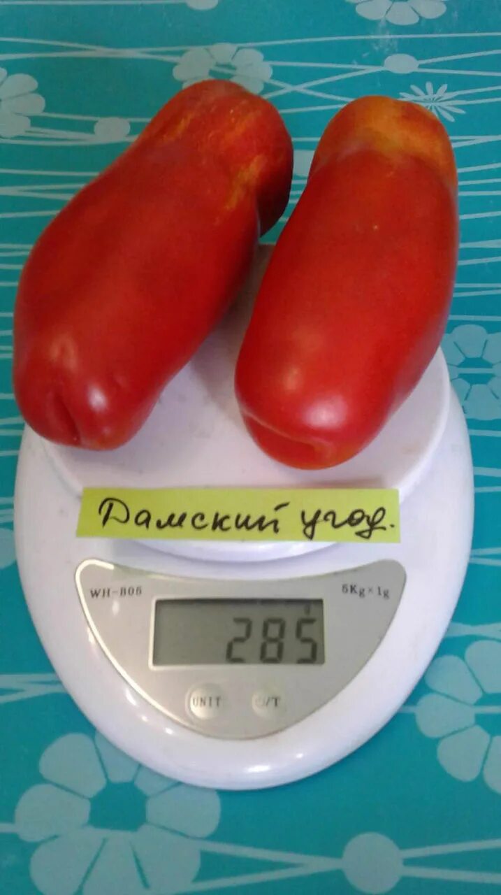 Помидоры дамский угодник фото Томаты - mydobro seeds