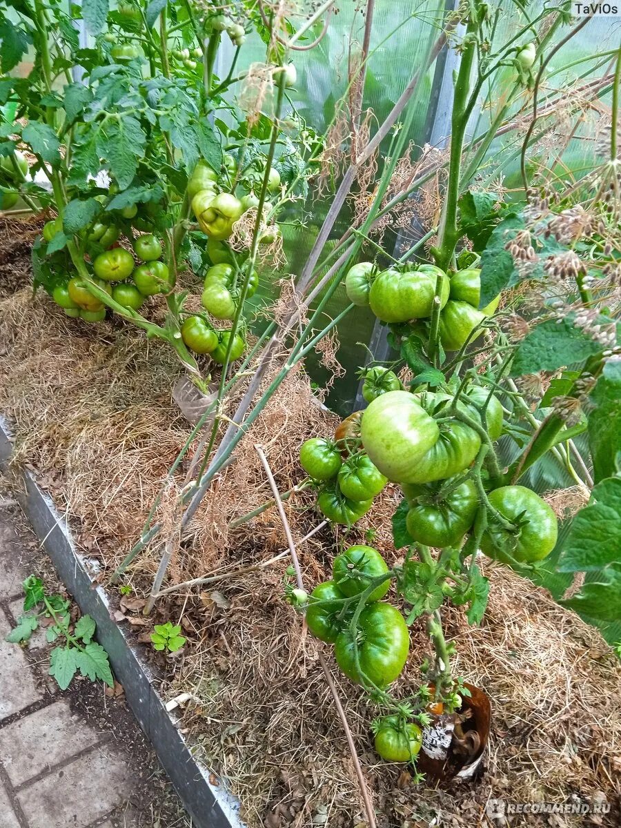 Помидоры дикий фред описание сорта фото отзывы Томат Дикий фред (Dwarf Wild Fred), Dwarf Tomato Project - "Самый маленький гном