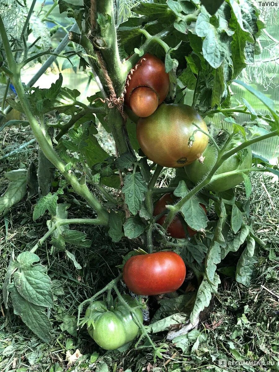 Помидоры дикий фред описание сорта фото отзывы Томат Дикий фред (Dwarf Wild Fred), Dwarf Tomato Project - "Самый маленький гном