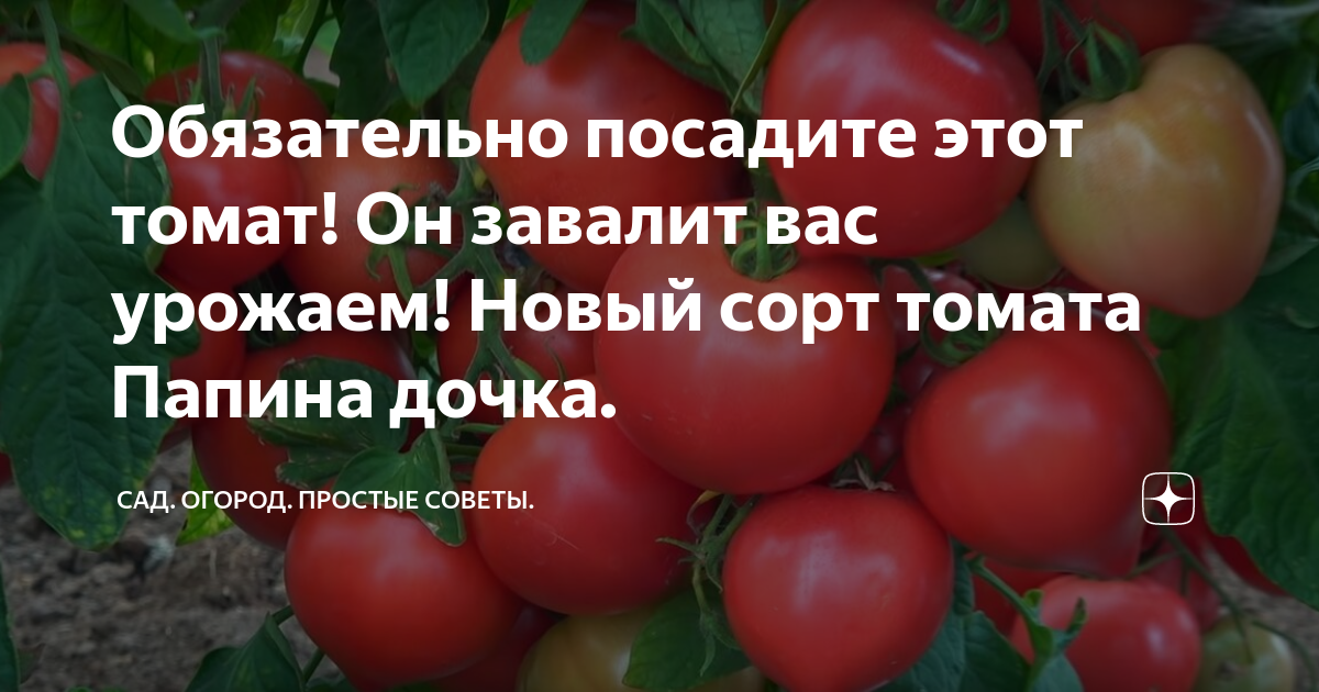 Помидоры дочка описание сорта фото отзывы Обязательно посадите этот томат! Он завалит вас урожаем! Новый сорт томата Папин