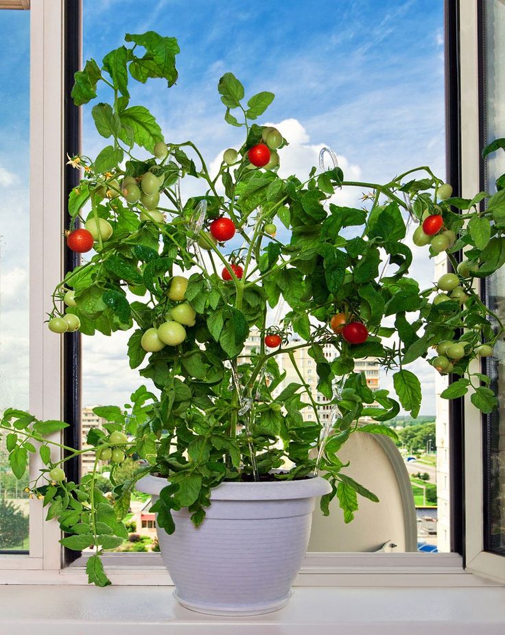 Помидоры дома фото Apartment Gardening Ideas - Growing Tomatoes Indoors Съедобные растения, Выращив