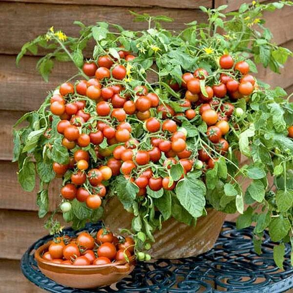 Помидоры домашние фото Buy Cherry Tomato, Cherry Tomato Honey - Vegetable Seeds online from Nurserylive