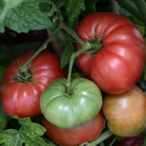 Помидоры домашние фото Gardens Tomato garden, Tomato pruning, Growing tomatoes